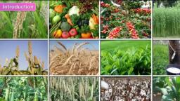Crops - Social Science - Notes - Teachmint