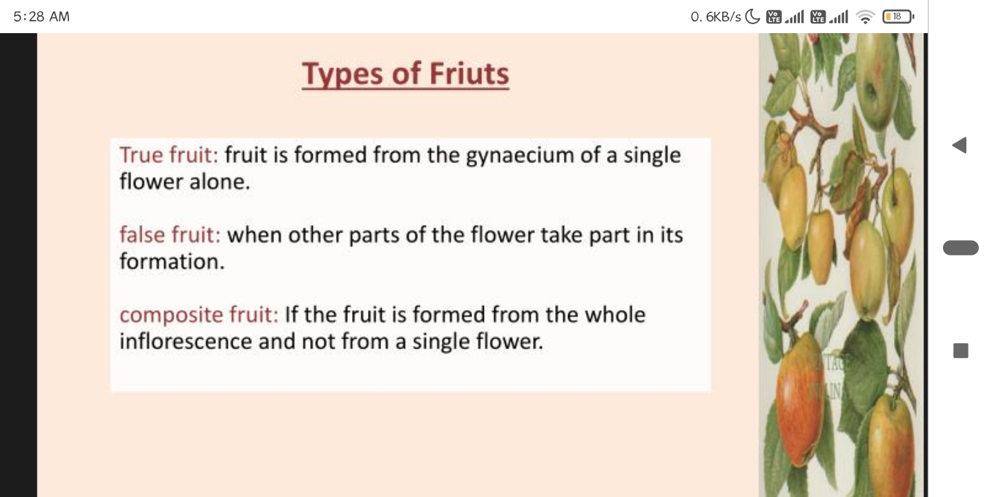 types of fruits botany in hindi