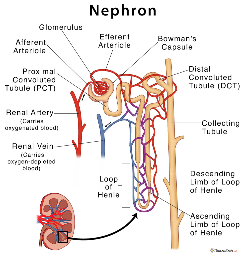 Nephron Parts Structure Diagram Jpg Science Notes Teachmint   B4d53d69 Fed6 455f 8931 C49aaad8b02e 