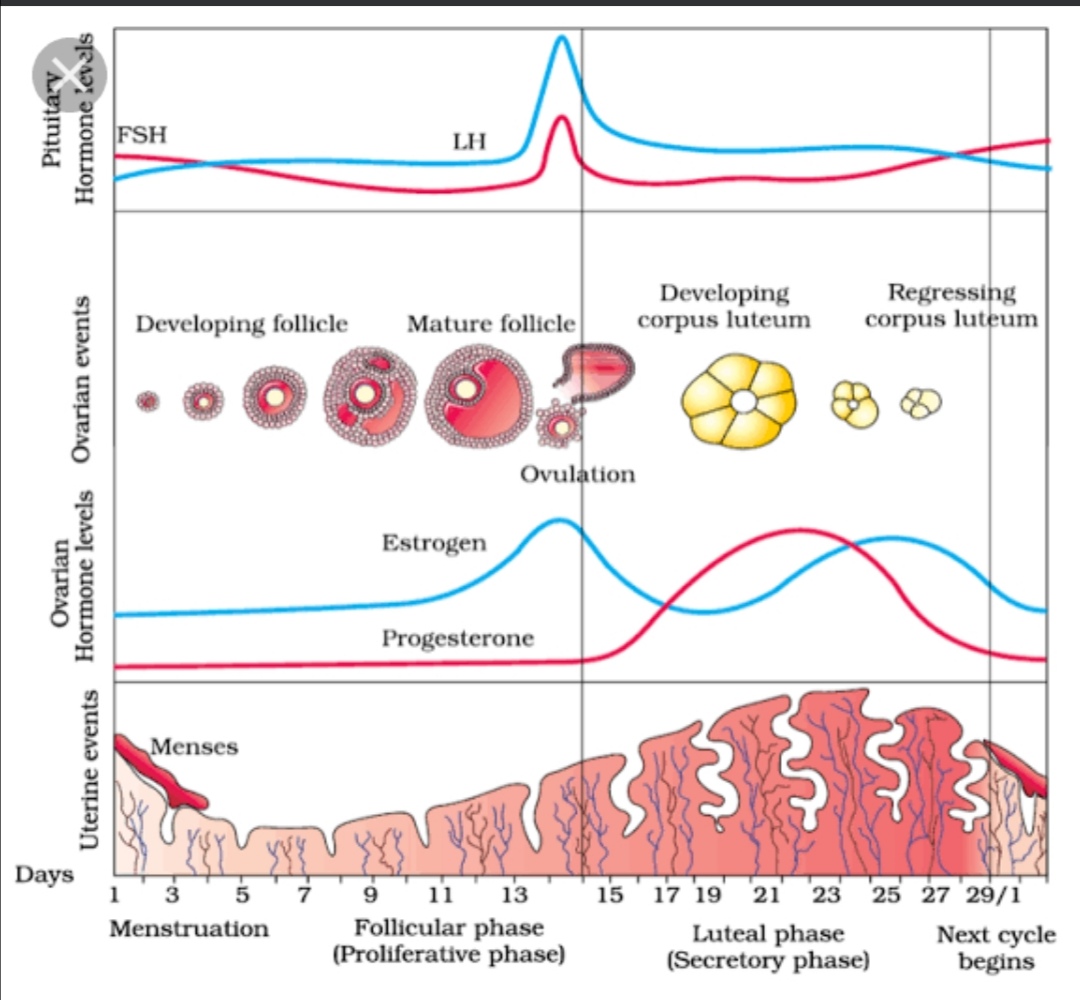 Menstruation Cycle Biology Notes Teachmint 7869