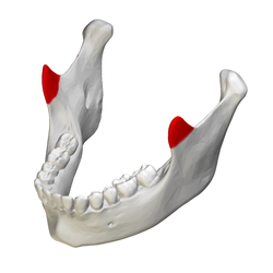 Coronoid_process_of_mandible - Anatomy & Physiology - Notes - Teachmint