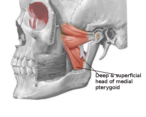 Medialpterygoid Anatomy And Physiology Notes Teachmint 