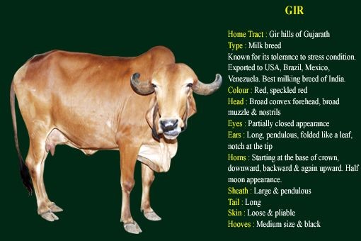 GiR Milk Breed - Animal Husbandry - Notes - Teachmint