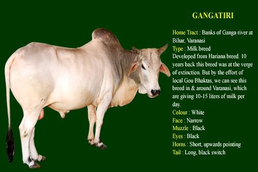 Gangatiri Milk Breed - Animal Husbandry - Notes - Teachmint
