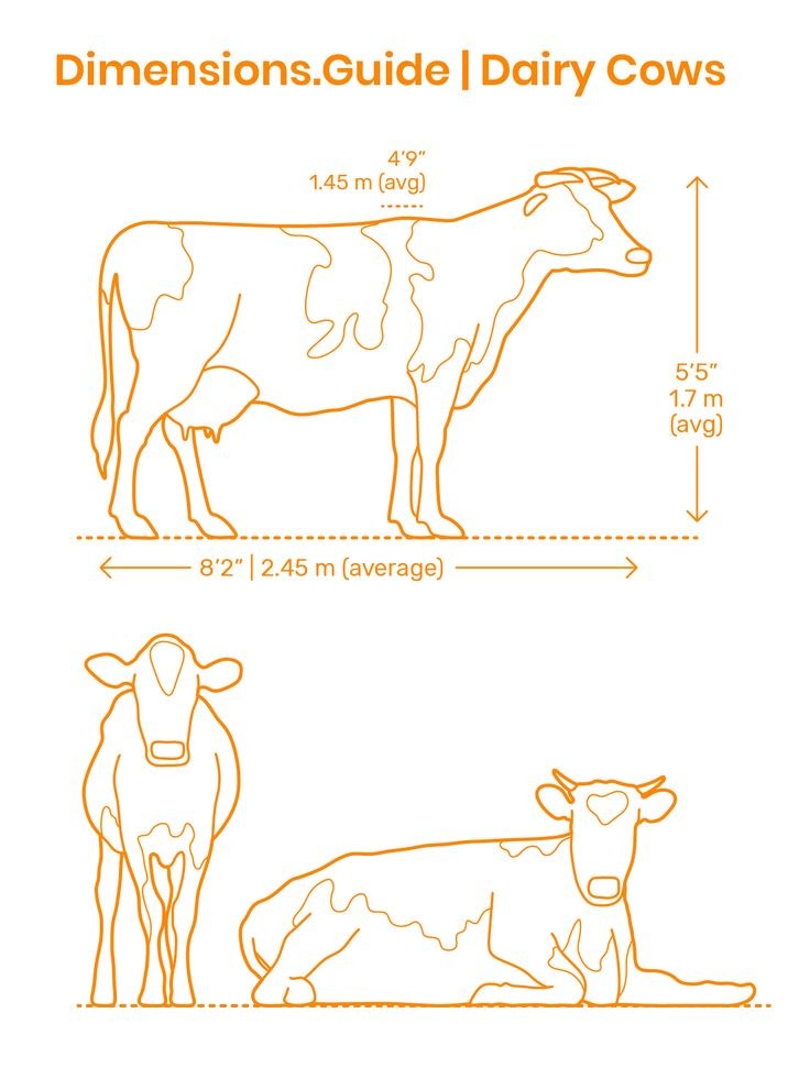 Dimension Guide Of Cattle - Animal Husbandry - Notes - Teachmint Dimension Guide Of Cattle - Animal Husbandry - Notes - Teachmint