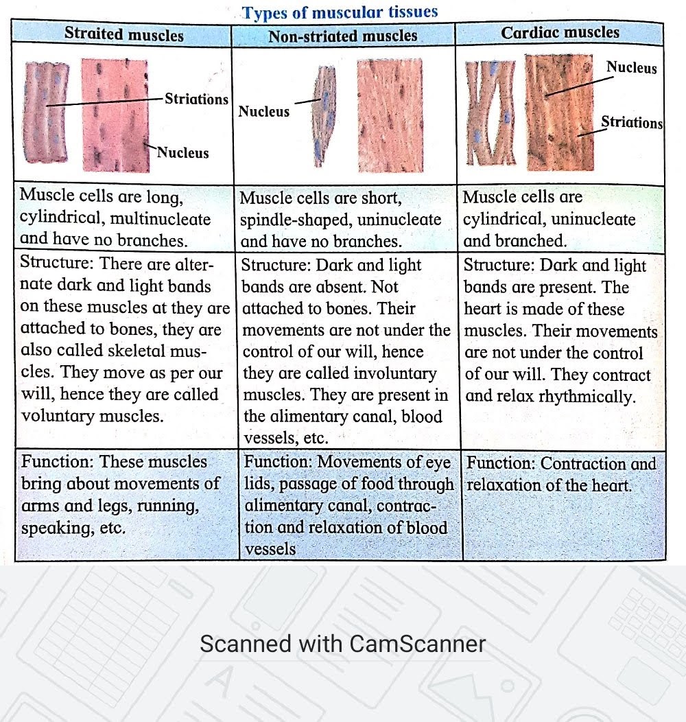 Muscular Tissue Functions