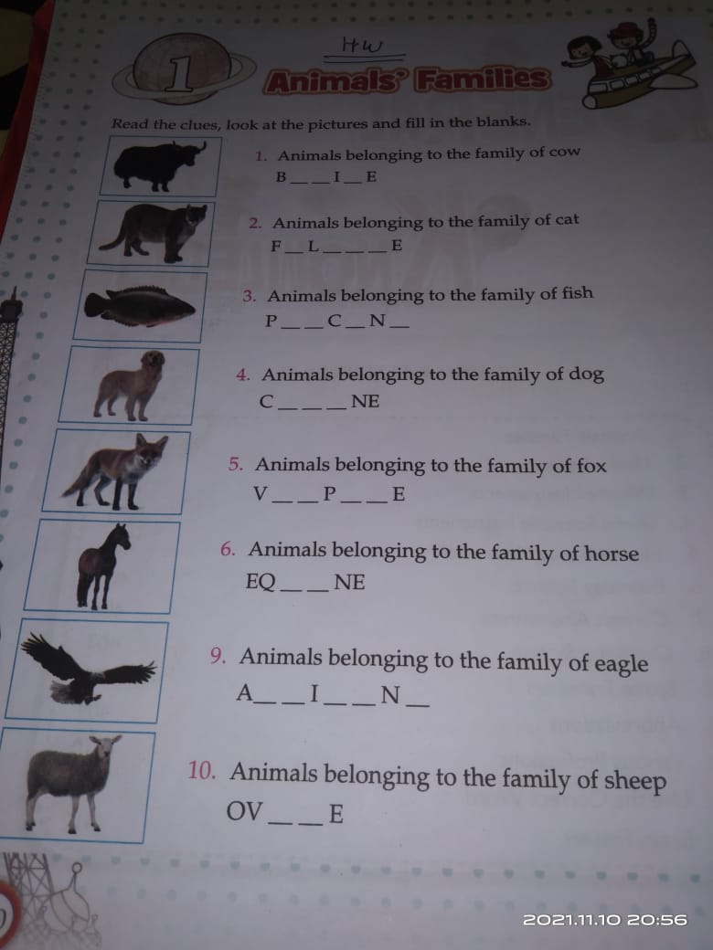 which animals belong to the dog family