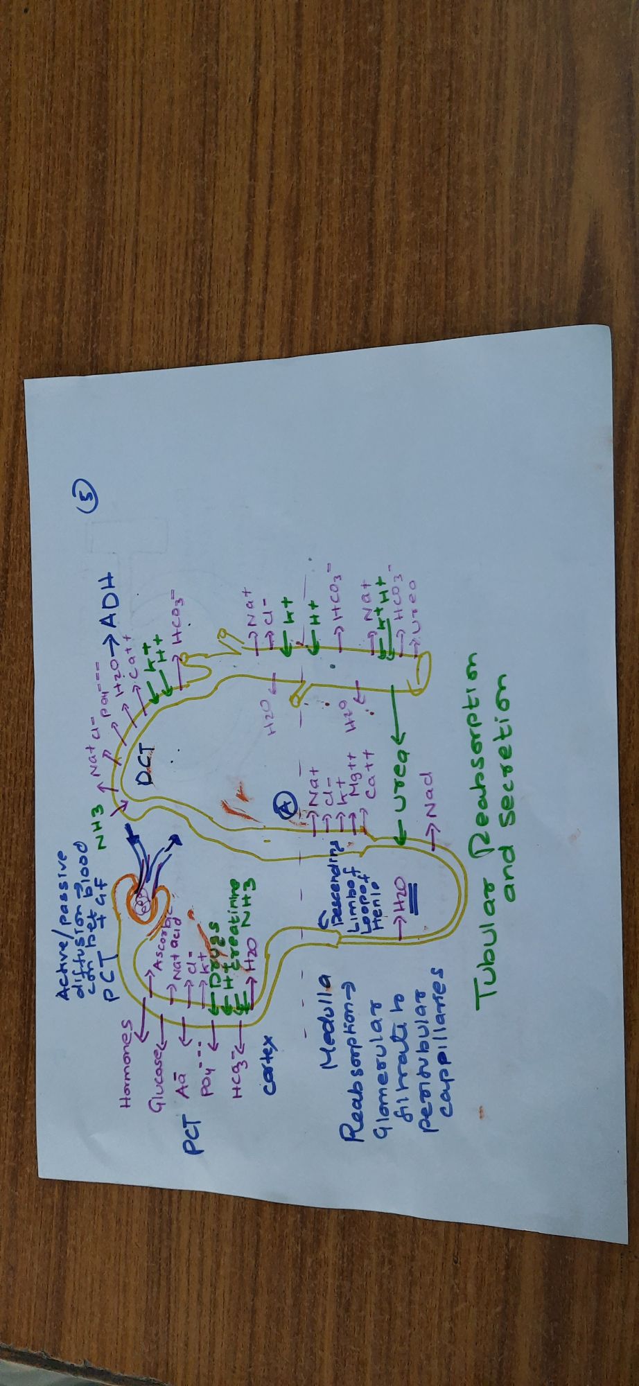 IMG-20211207-082638.jpeg - Biology - Notes - Teachmint