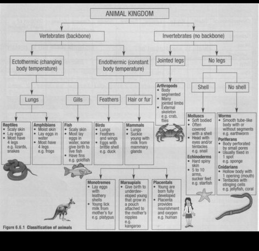 Animal Kingdom Zoology Notes Teachmint