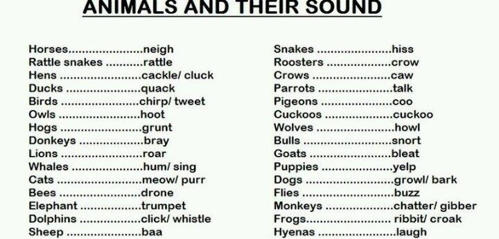 Animals And Their Sounds - English - Assignment - Teachmint