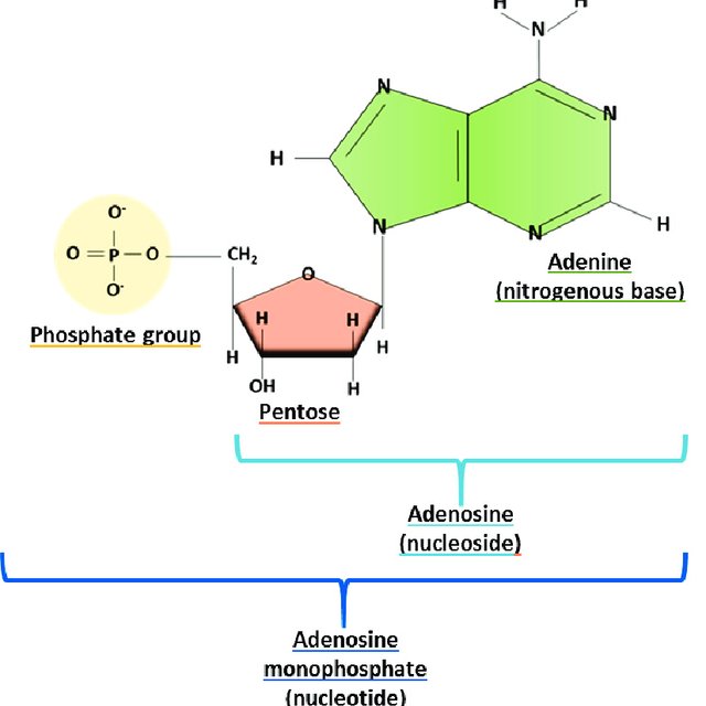 Nucleotide - Biology - Notes - Teachmint