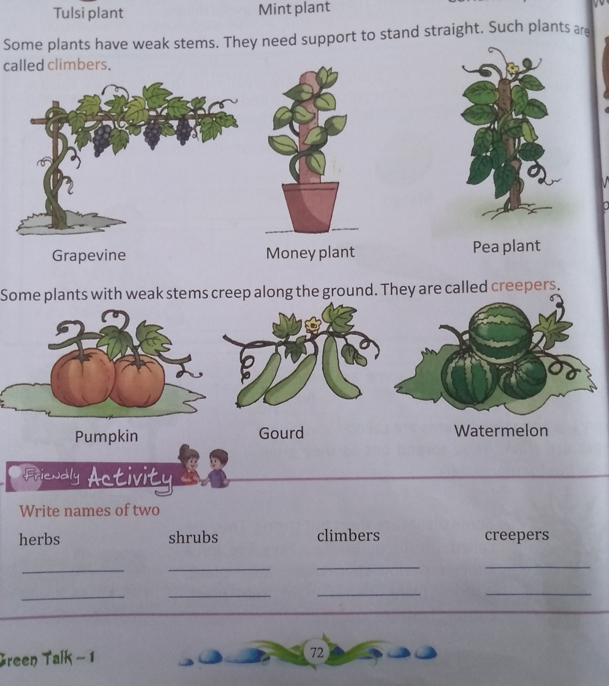 Small Plants With Weak Stems Are Called