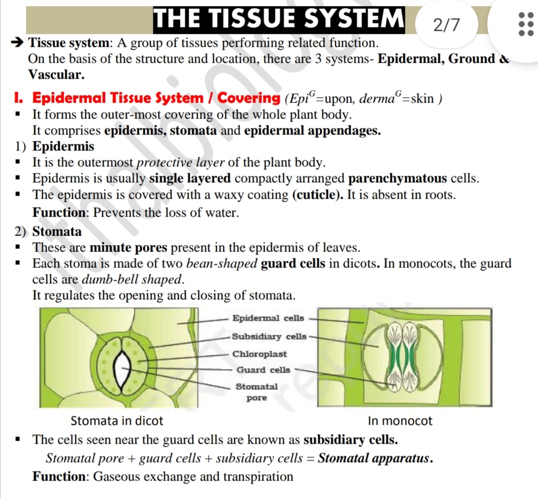 Epidermal Tissue System - BOTANY - Notes - Teachmint