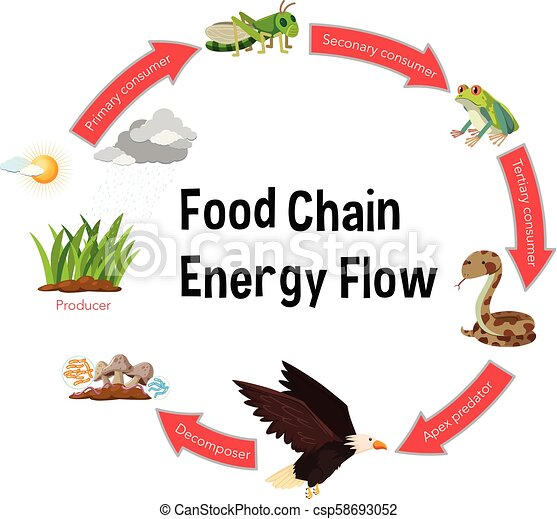 Science food chain diagram stock vector. Illustration of drawing - 218028397