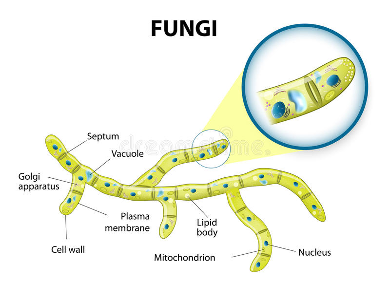 fungi-cell-typical-fungal-hyphae-structure-diagram-illustrating ...