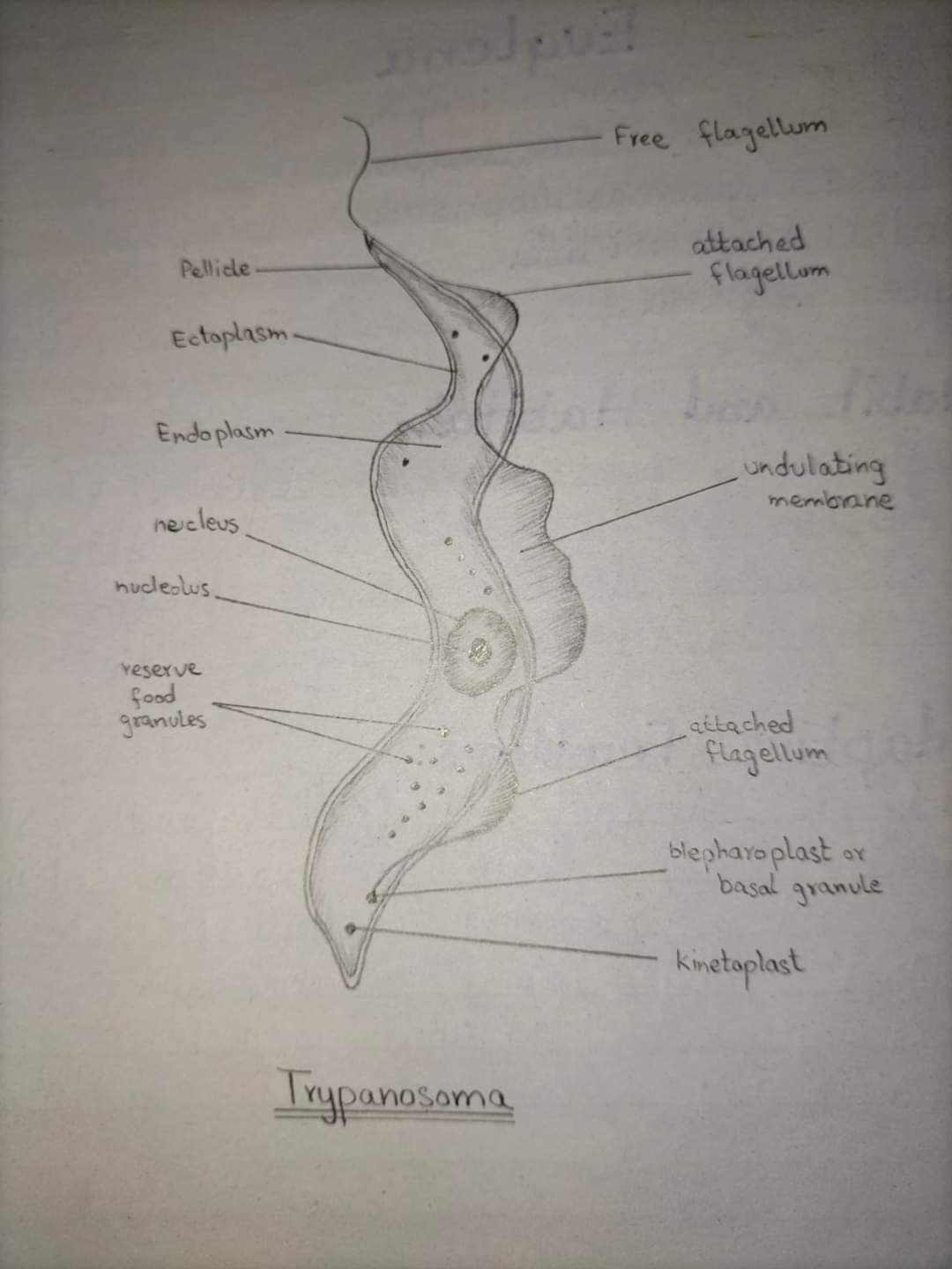 Trypanosoma Diagram Biology Notes Teachmint