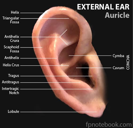 External Ear Rachana Sharir Notes Teachmint