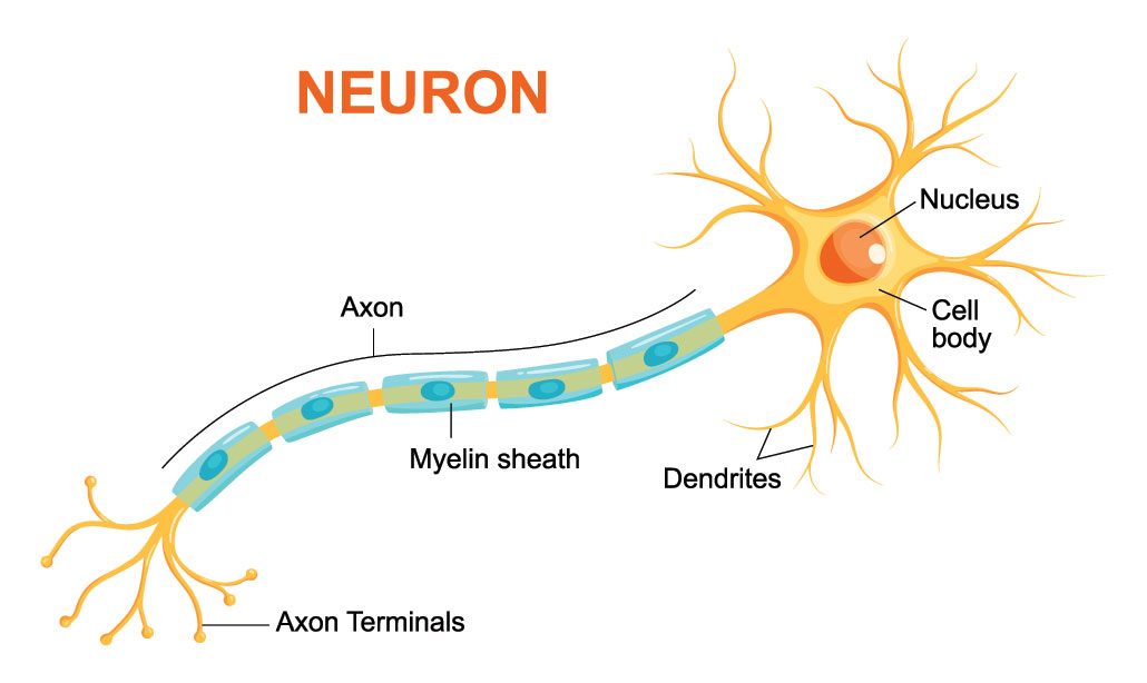 Neuronexplainerdiagram Science Notes Teachmint 1605