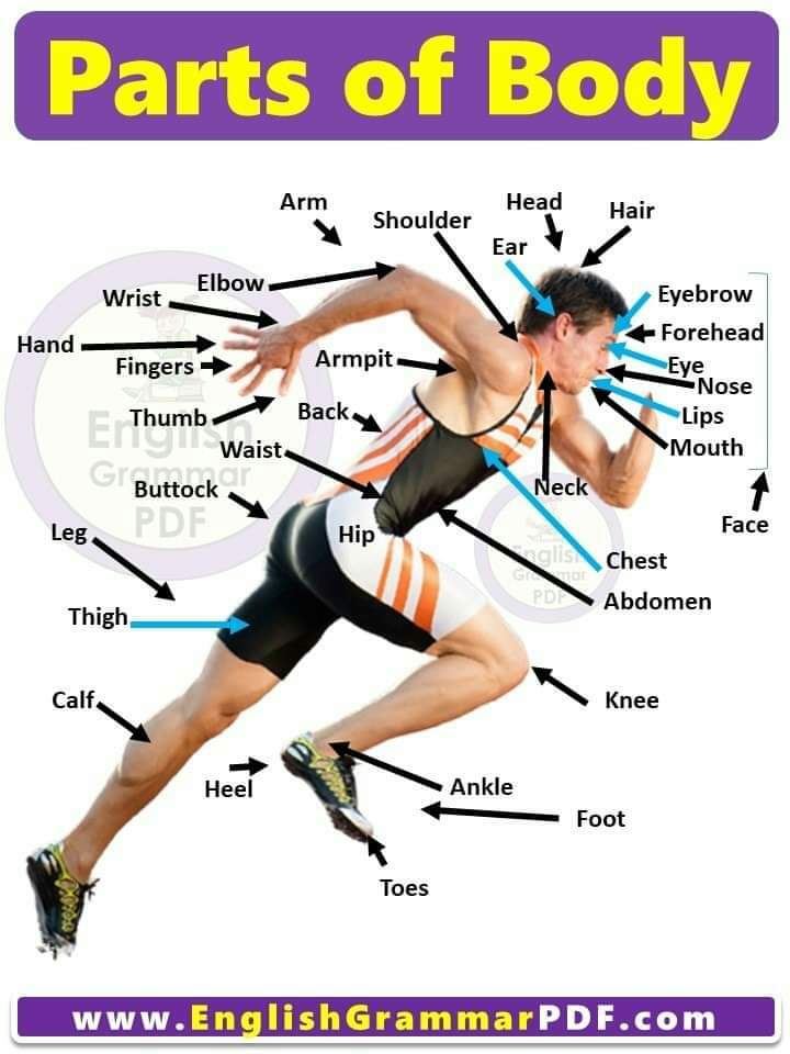 Body Parts - maths - Notes - Teachmint