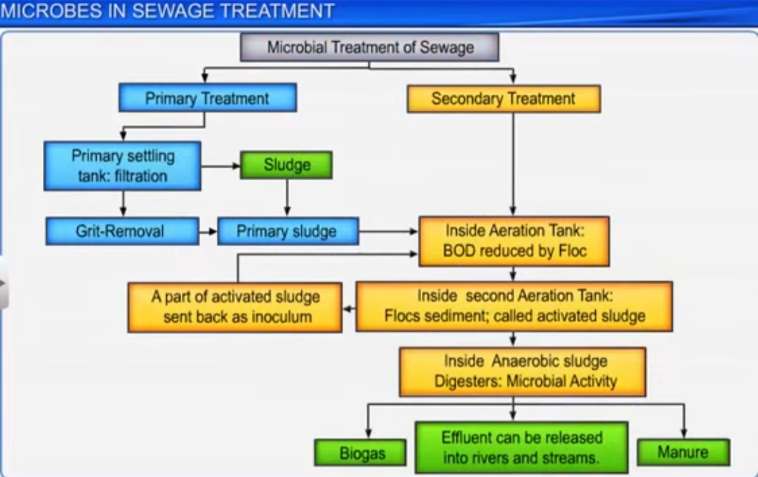 sewage-treatment-biology-notes-teachmint