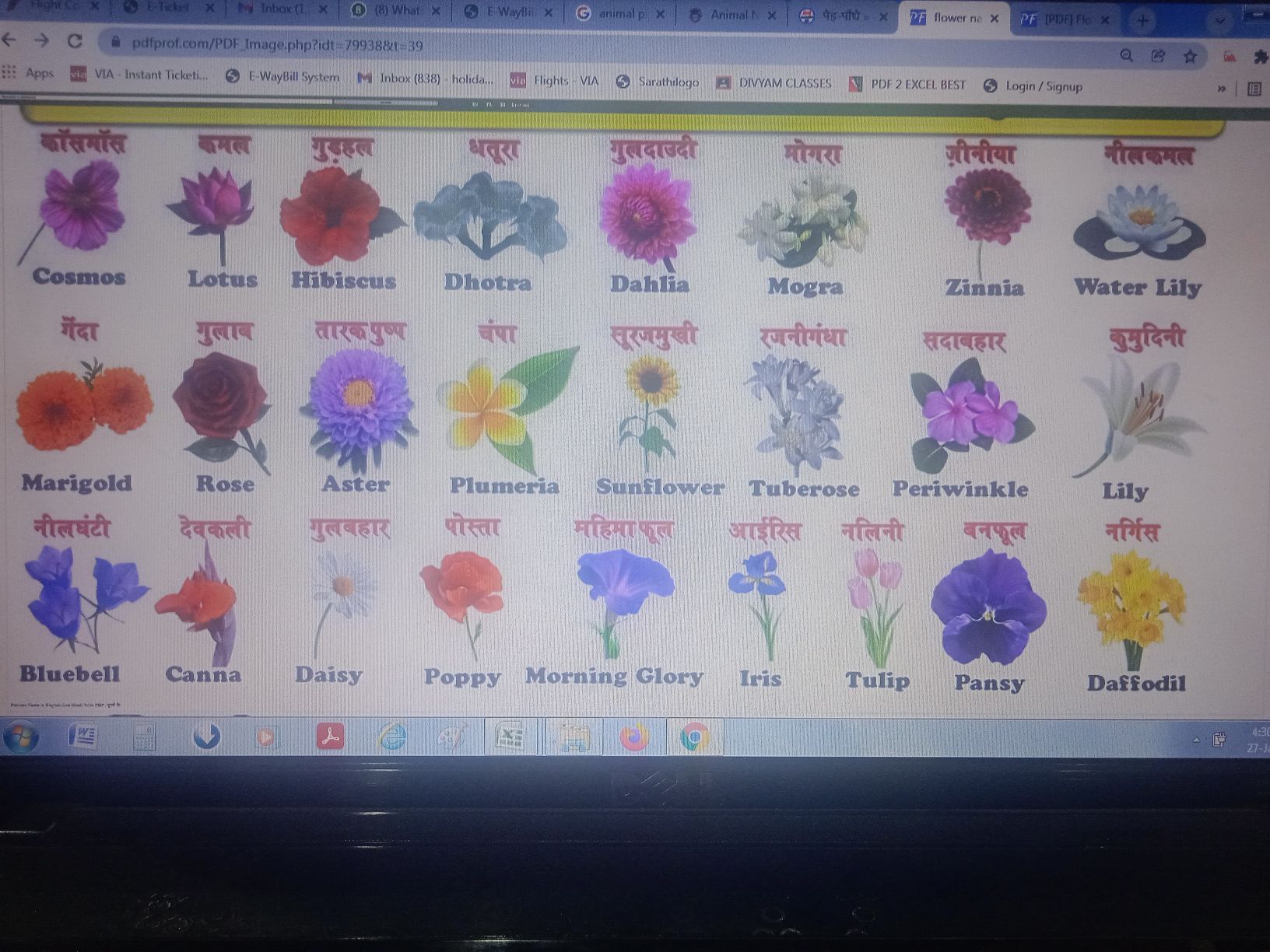 Daffodil Flower Name In Telugu Best Flower Site
