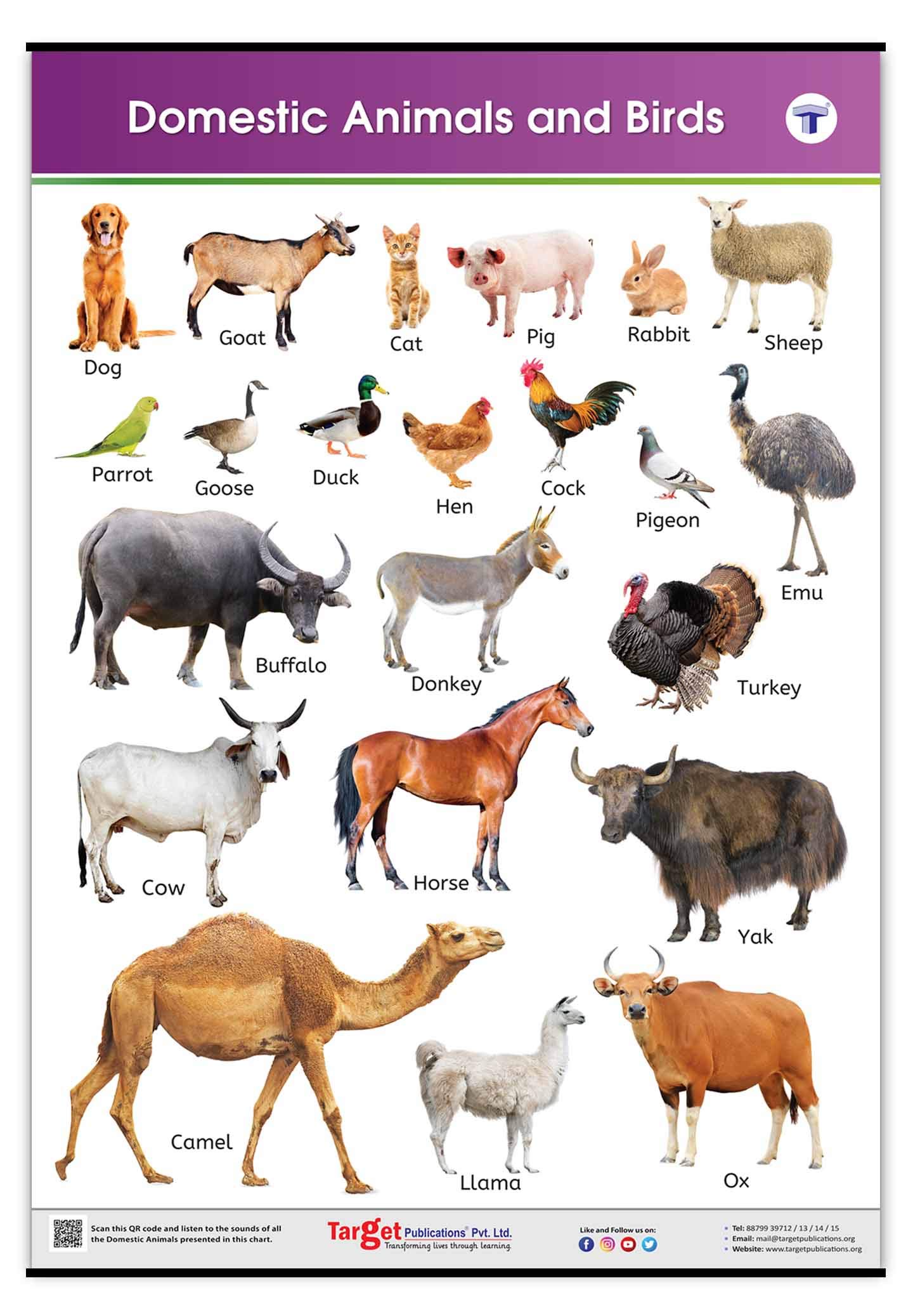 Domestic Animals Pictures With Names