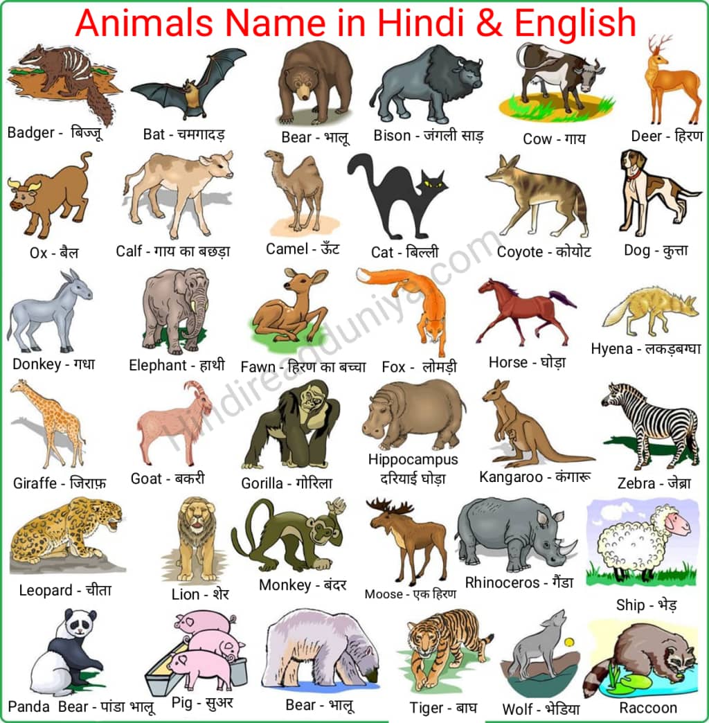 Animals Names. - Science - Notes - Teachmint