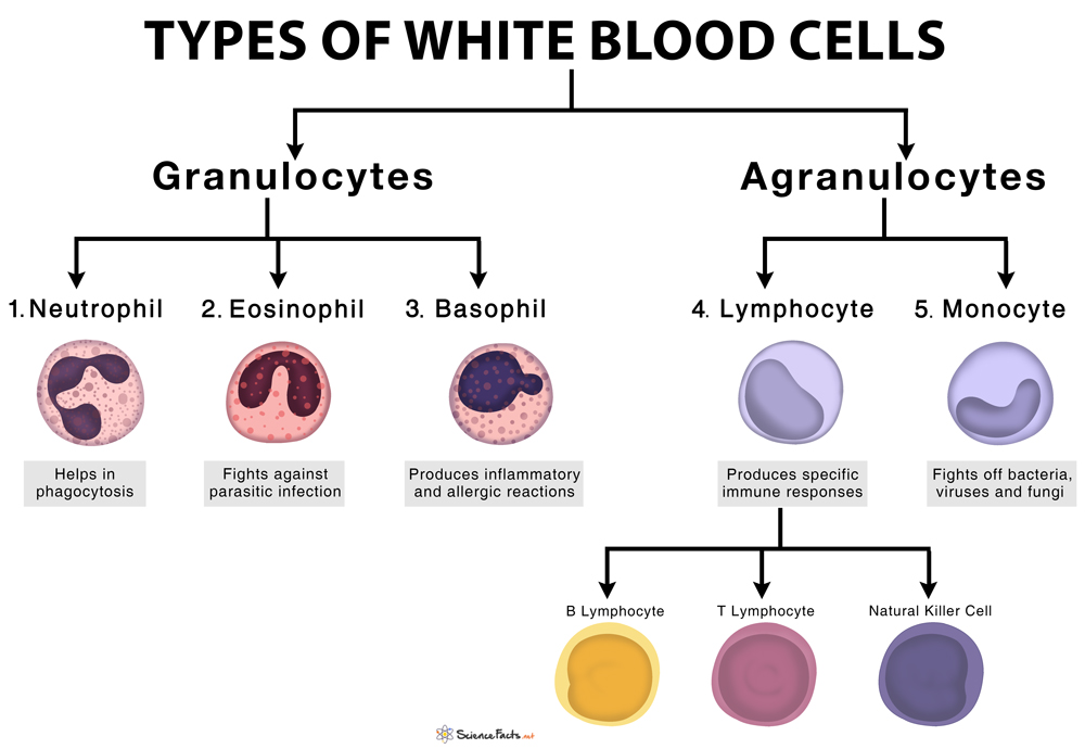 WHITE BLOOD CELL Health Notes Teachmint