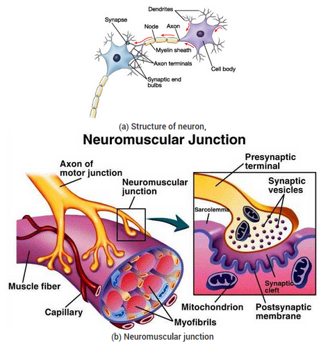 Neuro Muscular Junction - Science - Notes - Teachmint