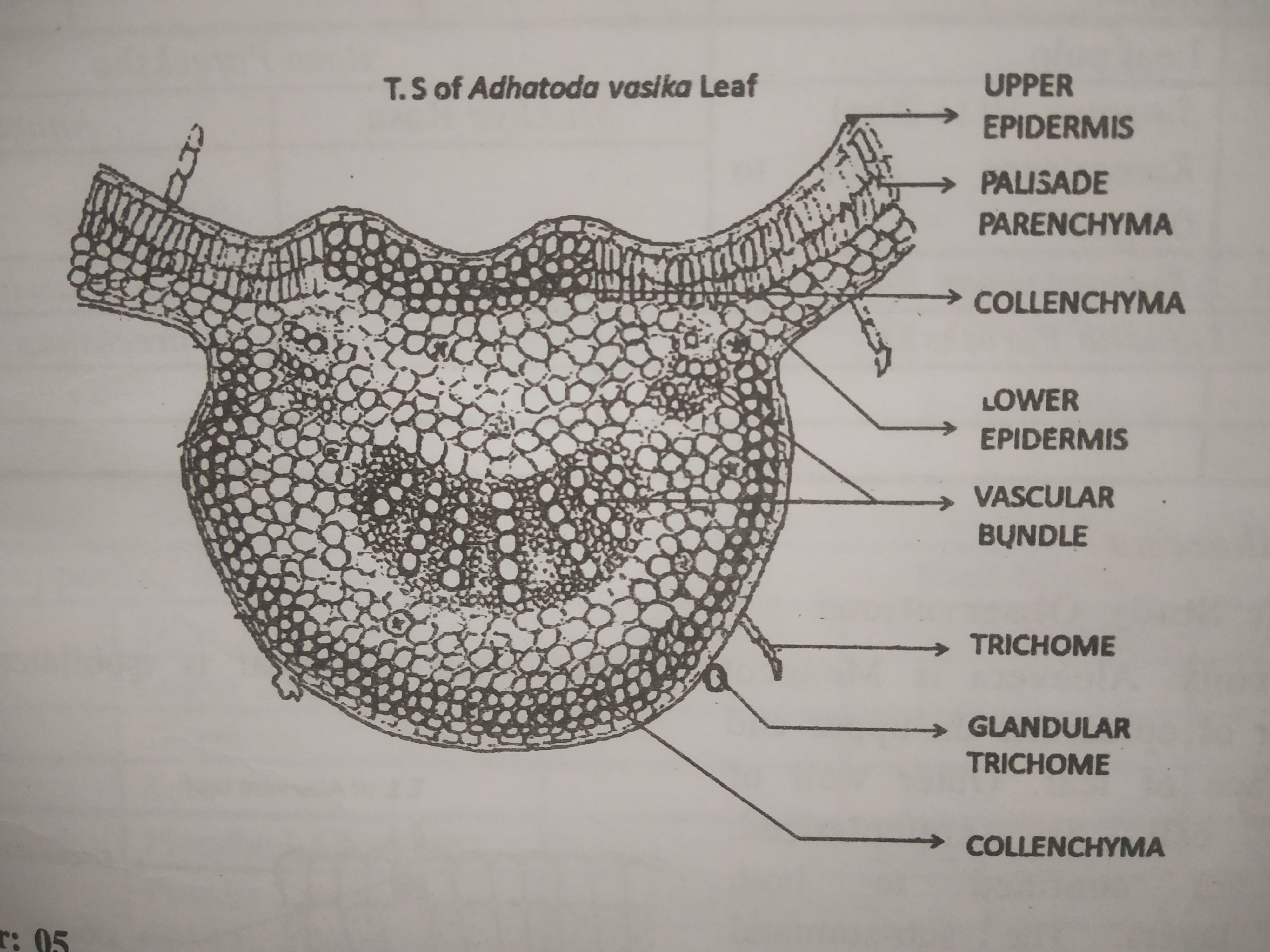 Microscopic Structure Of Vasa Leaf