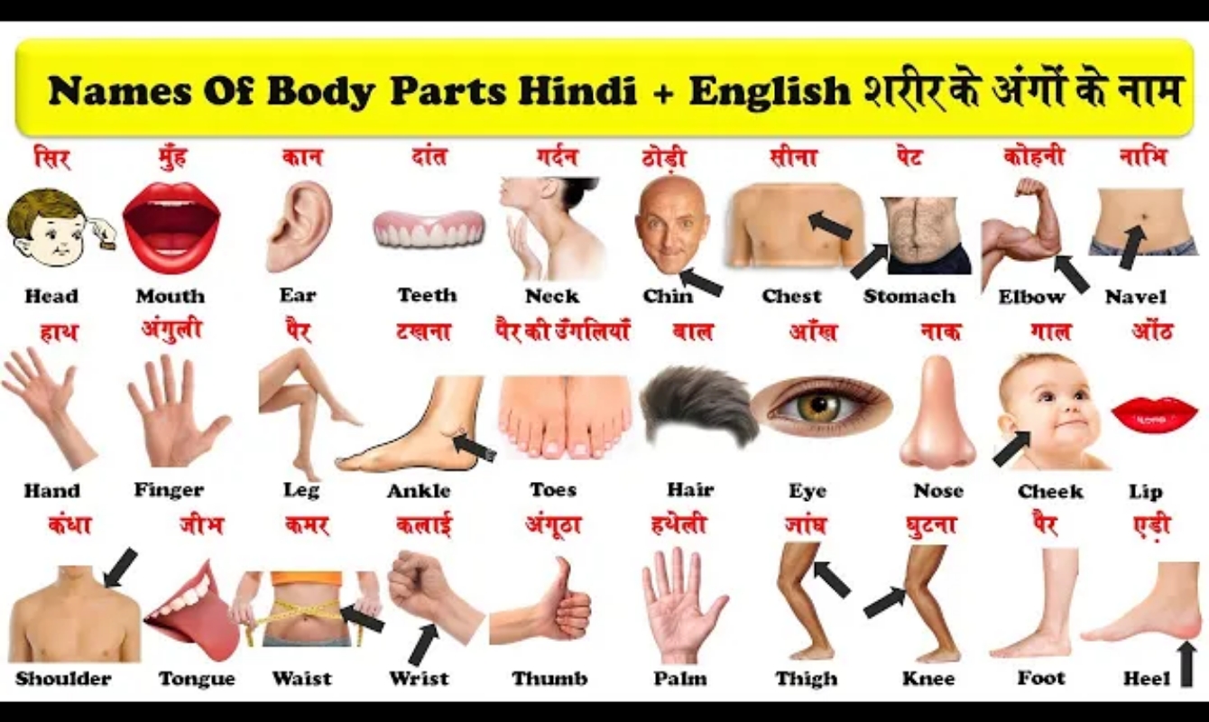 body parts name in hindi