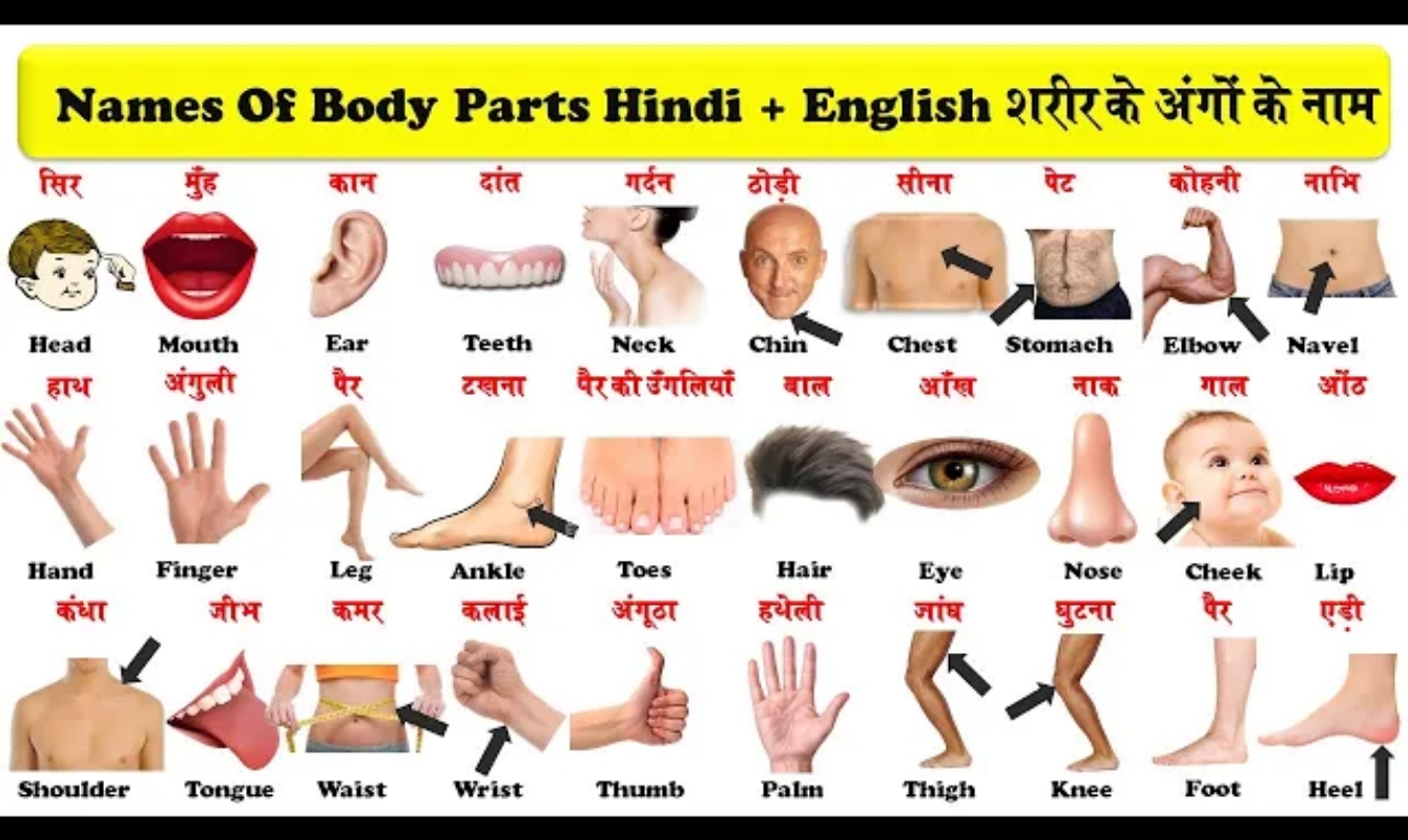 Body Parts Names English Notes Teachmint