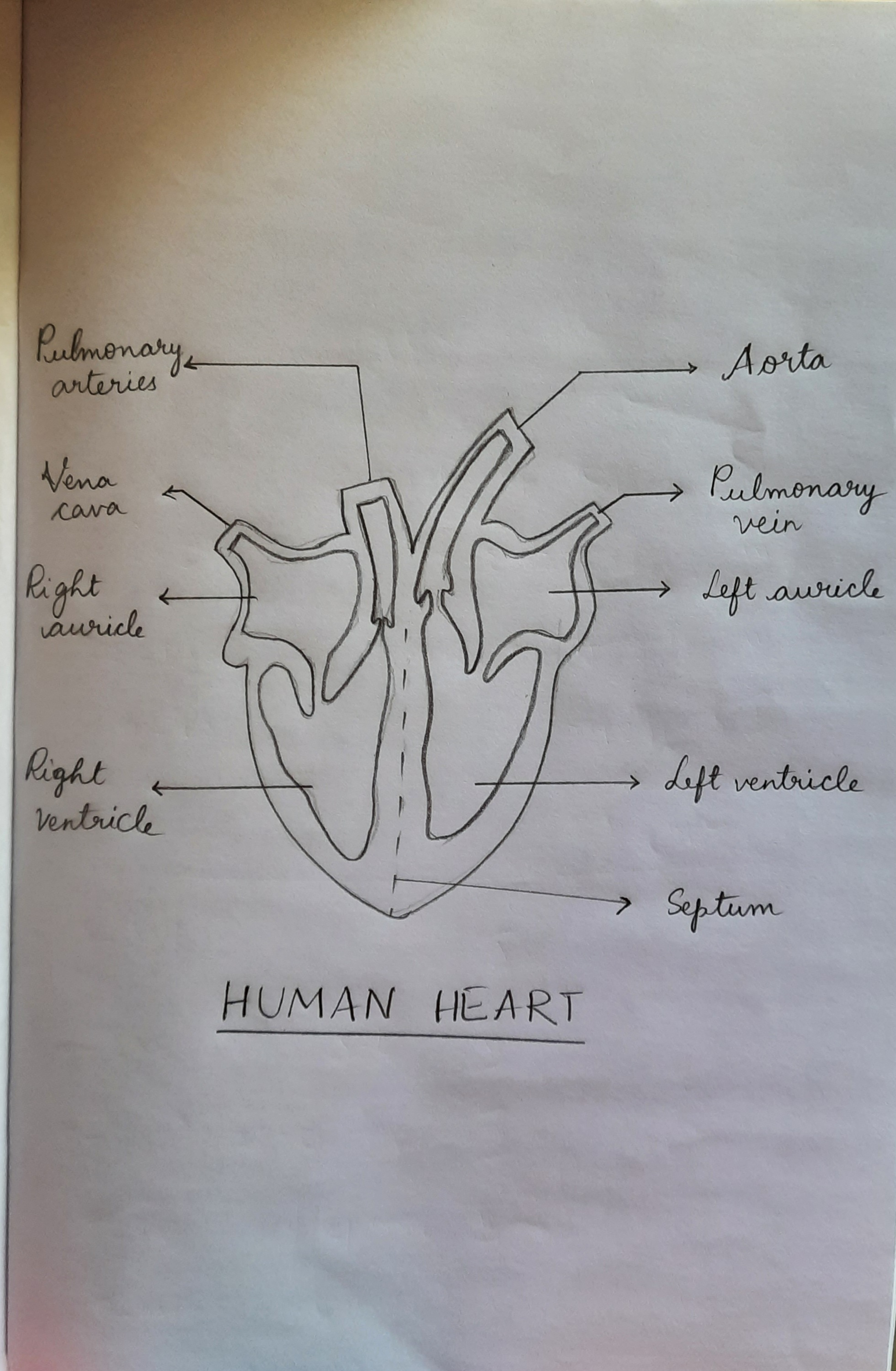 Biology 1, human heart Diagram | Quizlet
