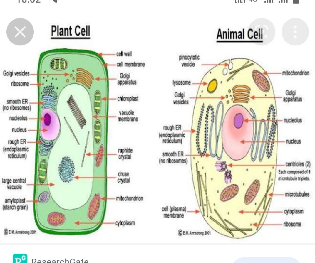 Plant And Animal Cell - Science - Assignment - Teachmint