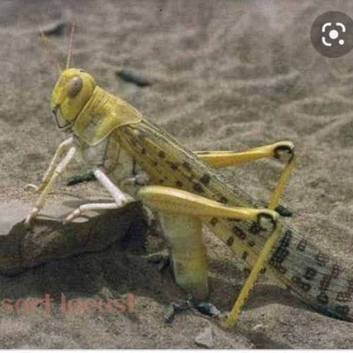 Locust.pdf - Biology - Notes - Teachmint