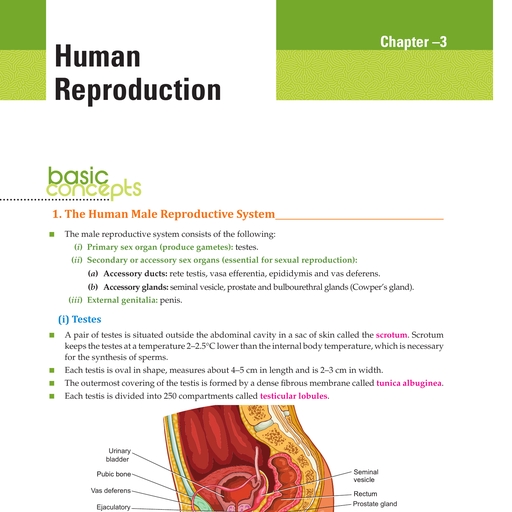 3, Human Reproduction.PDF - Biology - Free PDF Download 2026