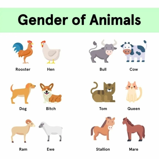 Gender of Animals P2 - English - Free PDF Download 2026