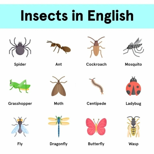Insects P2 - English - Notes - Teachmint
